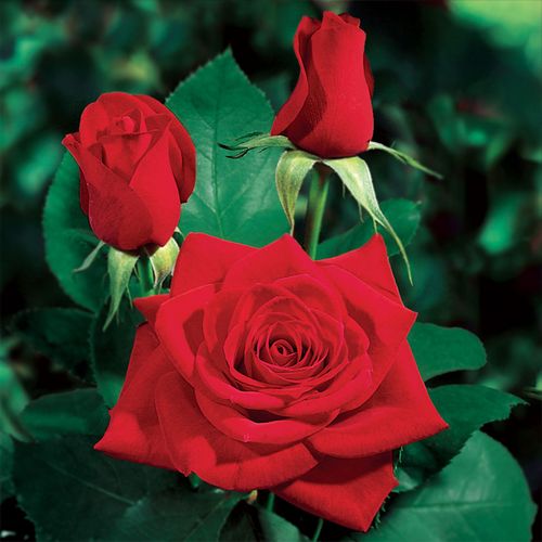 Gärtnerei - Rosa Olympiad™ - rot - teehybriden-edelrosen - diskret duftend - Samuel Darragh McGredy IV. - -
